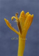 Disc Floret-Corolla opened